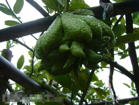 Bonsai, cay canh nghe thuat, cây cảnh nghệ thuật, cay the, cây thế, triển lãm bonsai, trien lam bonsai, triển lãm cây thế, trien lam cay the